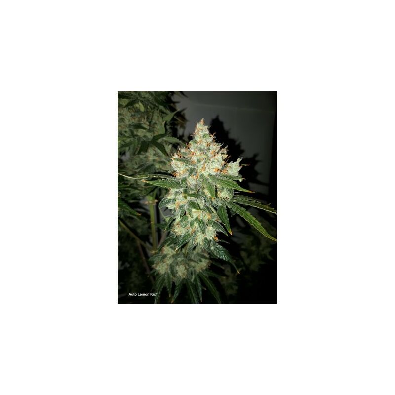 Lemon Kix Auto, Фасовка: 3, изображение 3